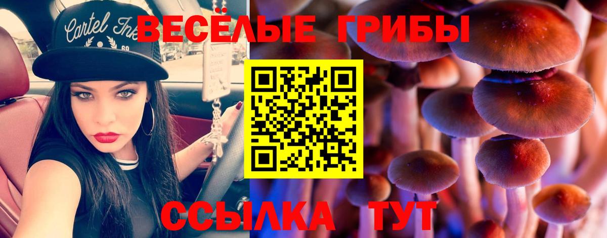 Псилоцибиновые грибы Cubensis  Вход с VPN  Богданович  Галлюциногенные грибы GOLDEN TEACHER 